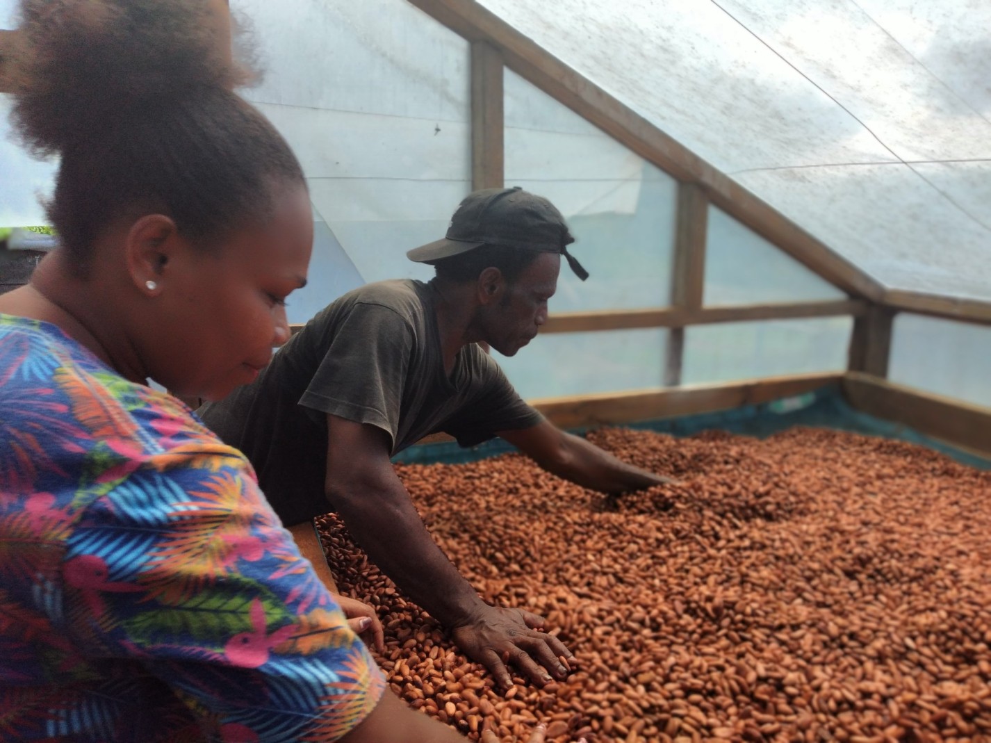 World Vision cocoa partners produce tons of cocoa in the Solomon